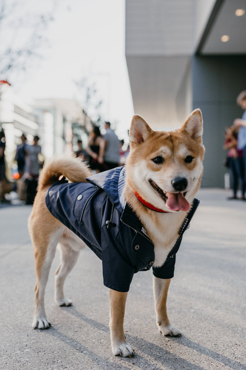 Navy Blue Zip Up Dog Raincoat with Reflective Buttons, Pockets, Rain/Water Resistant, Adjustable Drawstring, & Removable Hood - Size XS to XXL Available - Stylish Premium Dog Raincoats by Ellie - PawsPlanet Australia