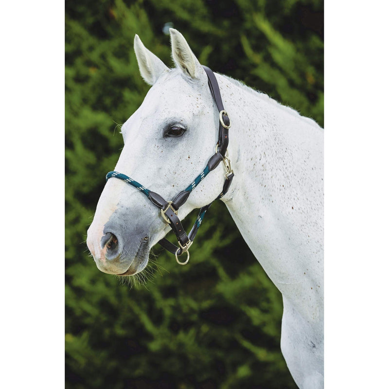 Kincade Leather Rope Headcollar - Burgundy/Brown 2m - PawsPlanet Australia