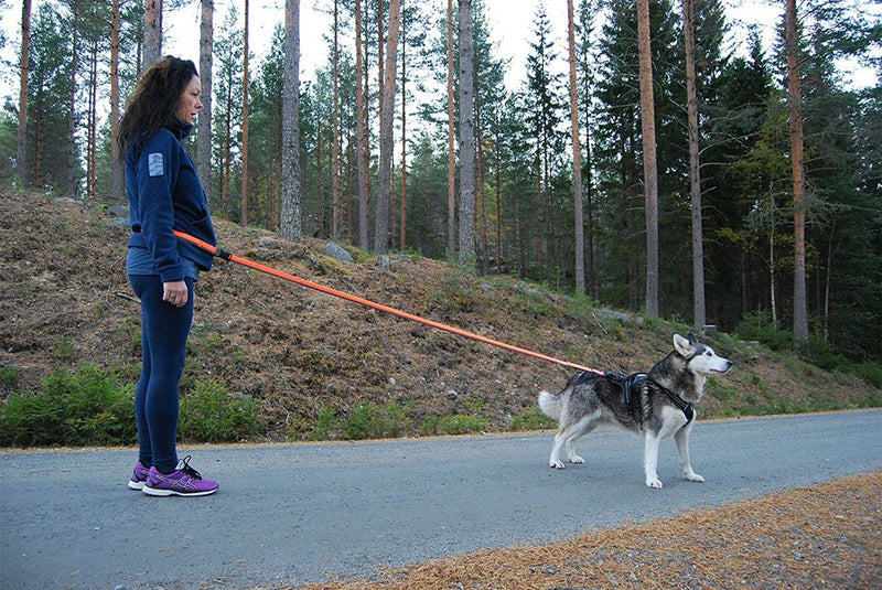 [Australia] - SGODA Dog Leash Hands Free Bungee Leash for Walking Running Training,Nylon Dog Lead with Soft Padded Waist Belt Large length 6.5-11Feet Orange 