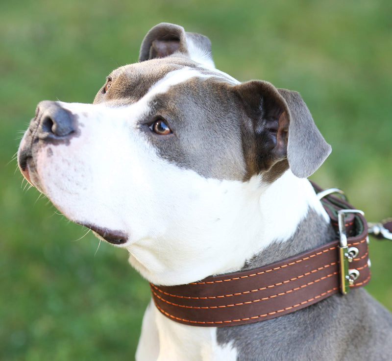 [Australia] - Genuine Leather Dog Collar, Padded Brown, 1.5" Wide. Fits 14"-18" Neck Size, Medium 