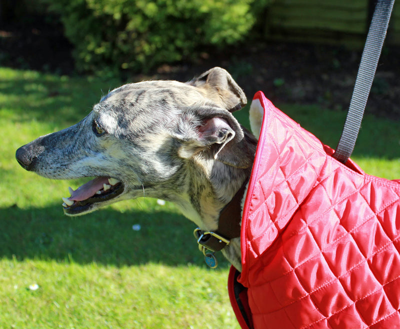 Cosipet Greyhound Anorak Nylon Coat, 41 cm, Red - PawsPlanet Australia
