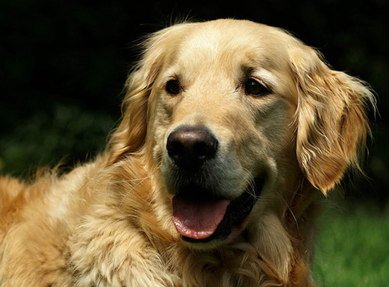 [Australia] - Dean and Tyler Wire Basket Muzzle, Size No. 8 - Golden Retriever 