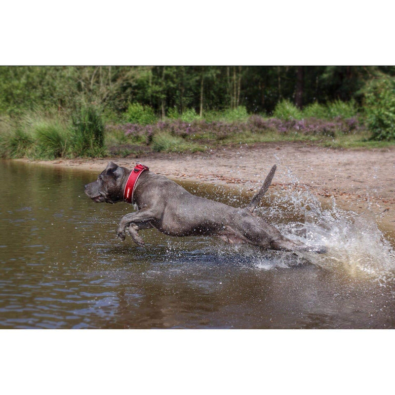 EzyDog Dog Collar Wide, Wide Dog Collar for Large Dogs - Neo Wide - Neoprene Padded, Reflective, Waterproof (L, Camo) L (46 - 53cm) Green Camo - PawsPlanet Australia