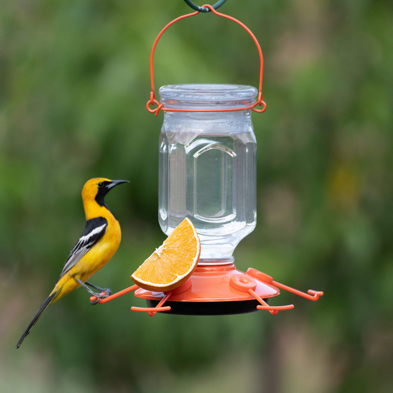 Perky-Pet 9113-2 Top-Fill Glass Oriole Feeder – 22 Oz - PawsPlanet Australia