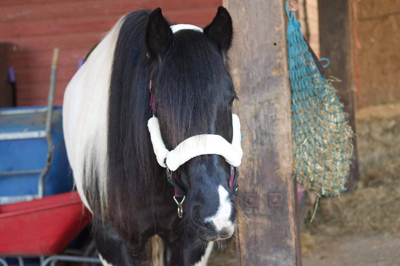 Luxury Padded Horse Headcollar Faux Fur Trim - PawsPlanet Australia