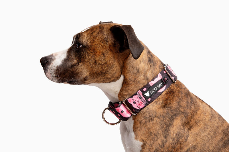 Tooth and Honey Pitbull 1.5" Wide Pig Martingale Collar - PawsPlanet Australia