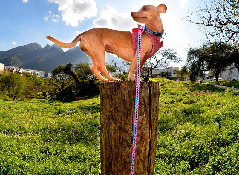 Mycicy Colorful Nylon Long Dog Lead Obedience Recall Training Agility Lead，12ft 20ft 30ft 50ft Training Lead for Small Medium Large Dogs, Pattern Printer 20 Feet*3/4in Rainbow - PawsPlanet Australia