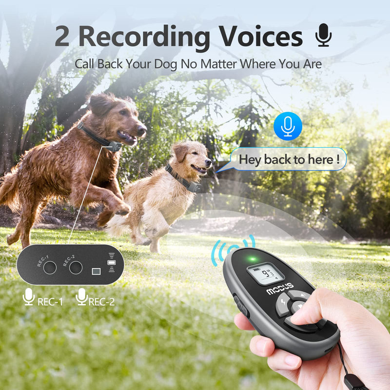 MODUS Dog Training Collar with Remote-4 Training Modes, Dog Shock Collar Rechargeable,Recording Playback,Beep,Vibration,Static Shock,1000Ft Range,Waterproof Dog Collar,Safe for Large Medium Small Dogs - PawsPlanet Australia