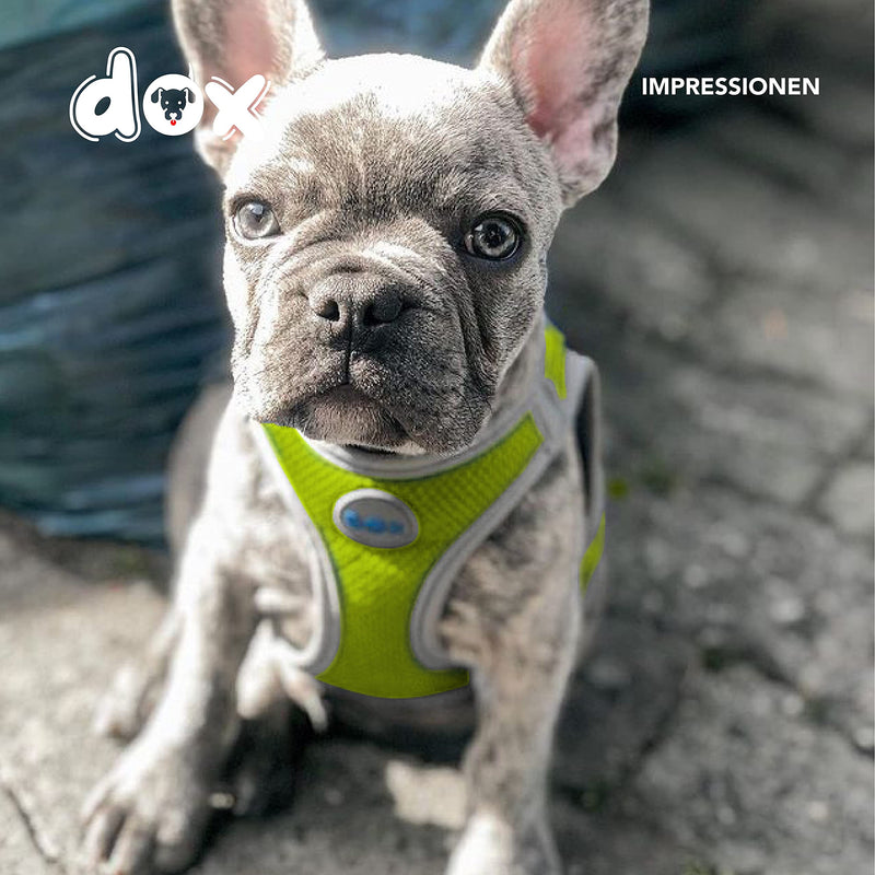 DDOXX Dog Harness, Reflective, Adjustable, Escape-Proof | Chest harness for small, medium-sized | Dog Harness Dog Cat Puppy Car | Cat Harness Puppy Harness | Yellow, S NECK: 20-28 cm | CHEST: 32-44 cm - PawsPlanet Australia