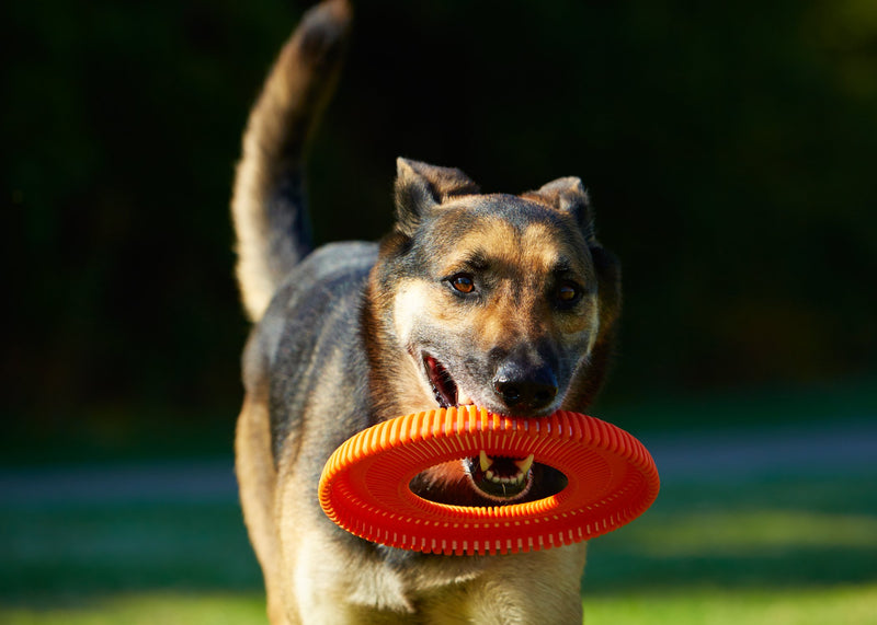 [Australia] - CHUCKIT! Rugged Flyer Dog Toy Large 