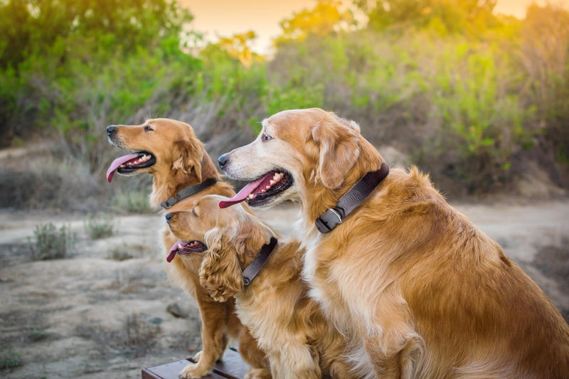 [Australia] - Mighty Paw Leather Dog Collar, Super Soft Distressed Leather- Premium Quality, Modern Stylish Look Large: 14.5 - 18 inches Brown 