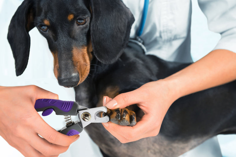 [Australia] - Hertzko Professional Pet Nail Clipper and Trimmer Sharp Stainless Steel Angled Blade for Easy Cutting - Suitable for Small to Medium Dogs and Cats - Bonus! Free Nail File Included! 