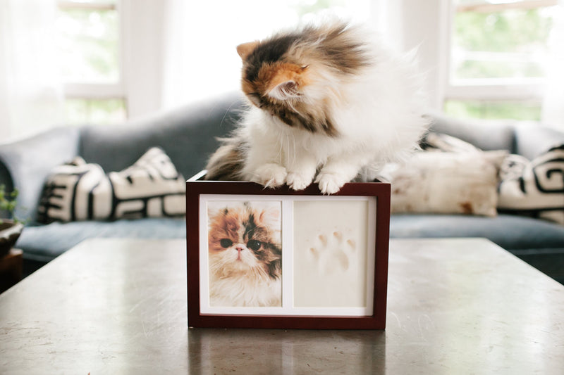 Pearhead Dog Or Cat Paw Prints Pet Memory Box With Clay Imprint Kit, Perfect Pet Memorial Espresso - PawsPlanet Australia