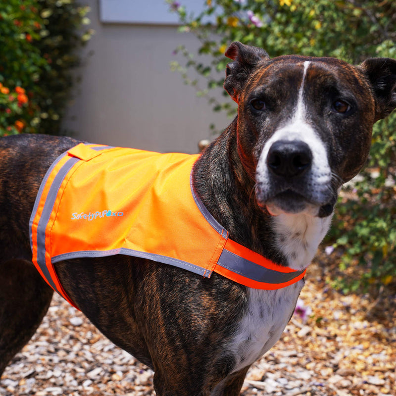 SafetyPUP XD Lite Dog Vest. Coverage to Mid Back. Reflective Hi Visibility Blaze Orange Fluorescent Fabric Helps to Keep Them in Sight and Safe On and Off Leash. X-Small - PawsPlanet Australia