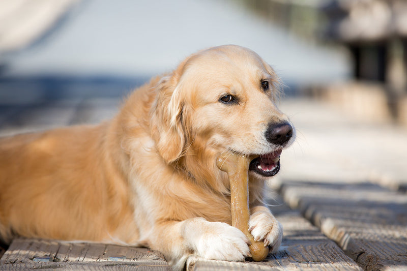 [Australia] - Pet Qwerks Dinosaur BarkBone Chew Toy - Tough Durable Nearly Indestructible Bone for Extreme Aggressive Power Chewers | Made in USA, with FDA Compliant Nylon - 2 Flavors Available REAL BACON XXXL 