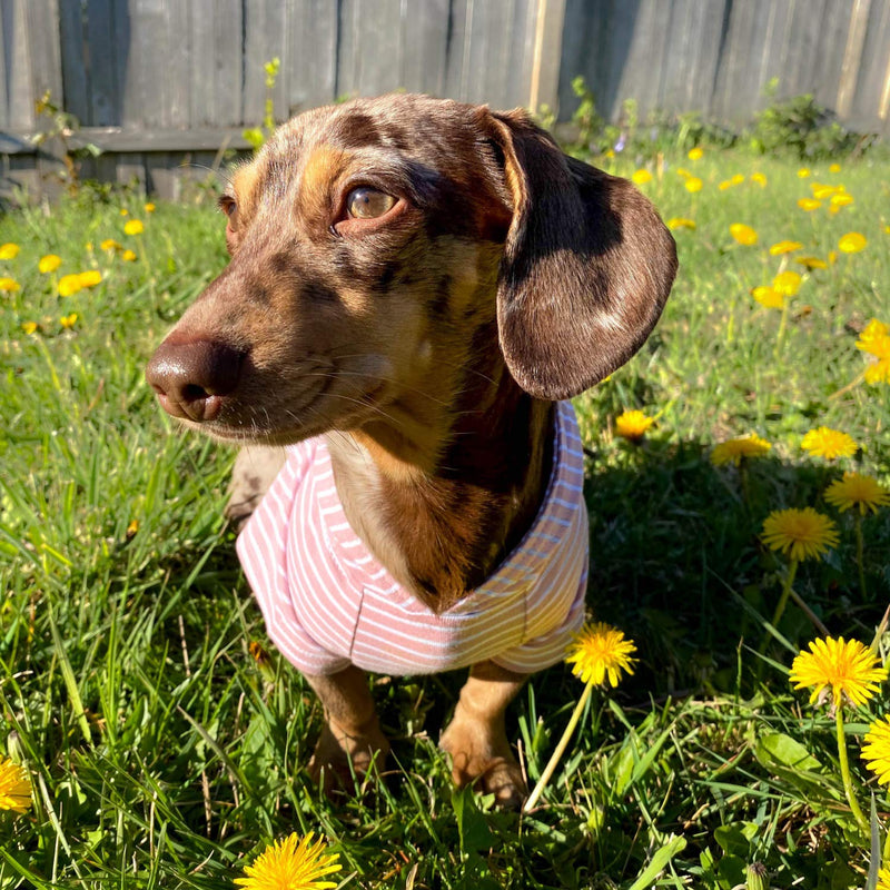 DJANGO Dog Hoodie and Super Soft and Stretchy Sweater with Elastic Waistband and Leash Portal X-Small Blush Pink - PawsPlanet Australia