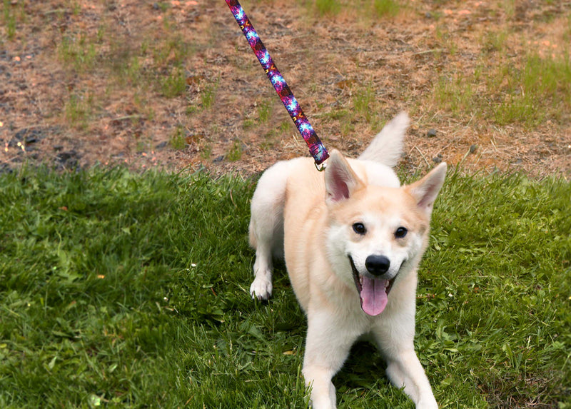 [Australia] - Moose Pet Wear Deluxe Dog Leash - Patterned Heavy Duty Pet Leashes, Made in the USA – 1 Inch x 4 Feet Rainbow Stripe 3/4" LEASH 6 FT 