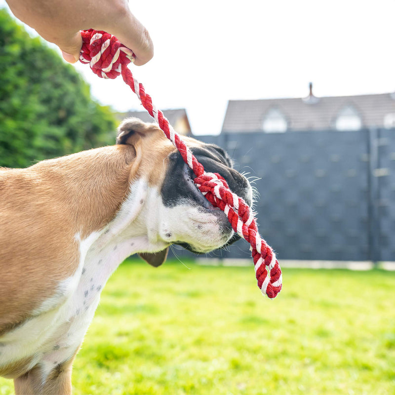 SUKCESO Dog Rope Toys Set. 10 Pcs 100% Cotton Indestructible Interactive Pet Chew Toys for Boredom. Puppy Teething Training Puzzle Toys. Include Ball, Bone, Frisbee for Small Medium Dogs - PawsPlanet Australia