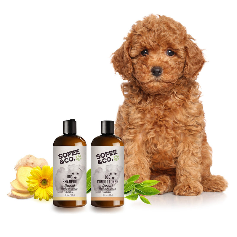 [Australia] - Sofee & Co. Natural Oatmeal Dog Puppy Shampoo - Clean Moisturize Soothe Soften Norma, Dry Itchy Allergy Sensitive Skin. Deodorize and Detangle 16 oz (White Tea & Ginger) 