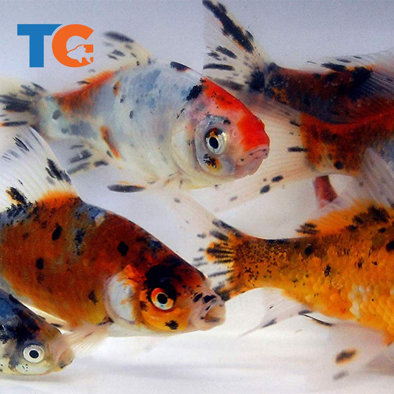 [Australia] - Toledo Goldfish Live Shubunkin and Comet Goldfish Combo for Ponds or Aquariums – USA Born and Raised – Live Arrival Guarantee 4 to 5 inches 6 Fish (3 of each) 