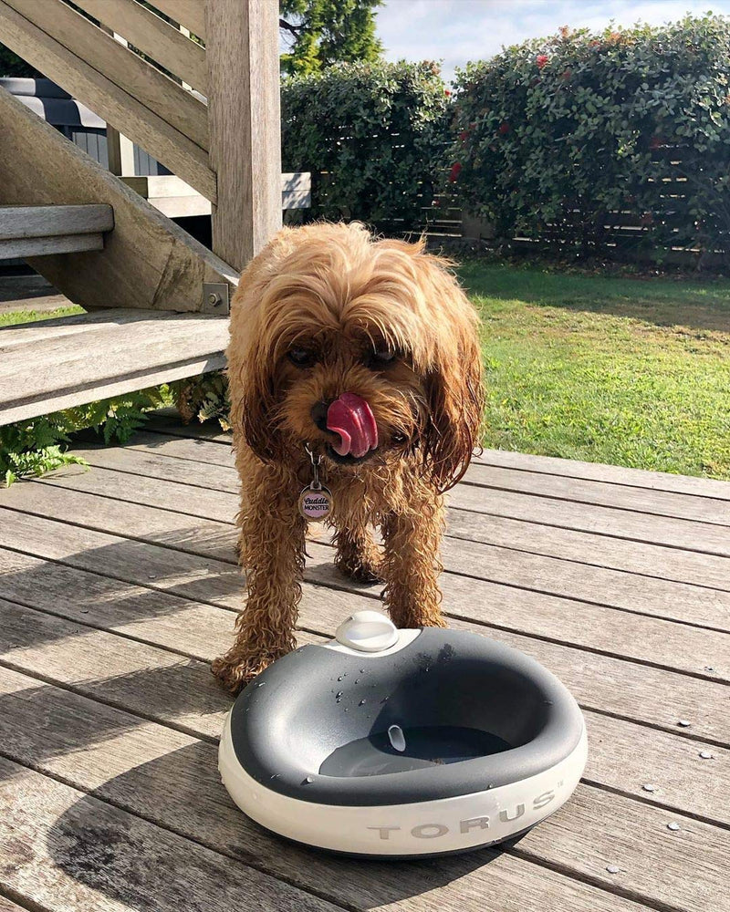 Torus 1-Liter Water Bowl, Charcoal - PawsPlanet Australia