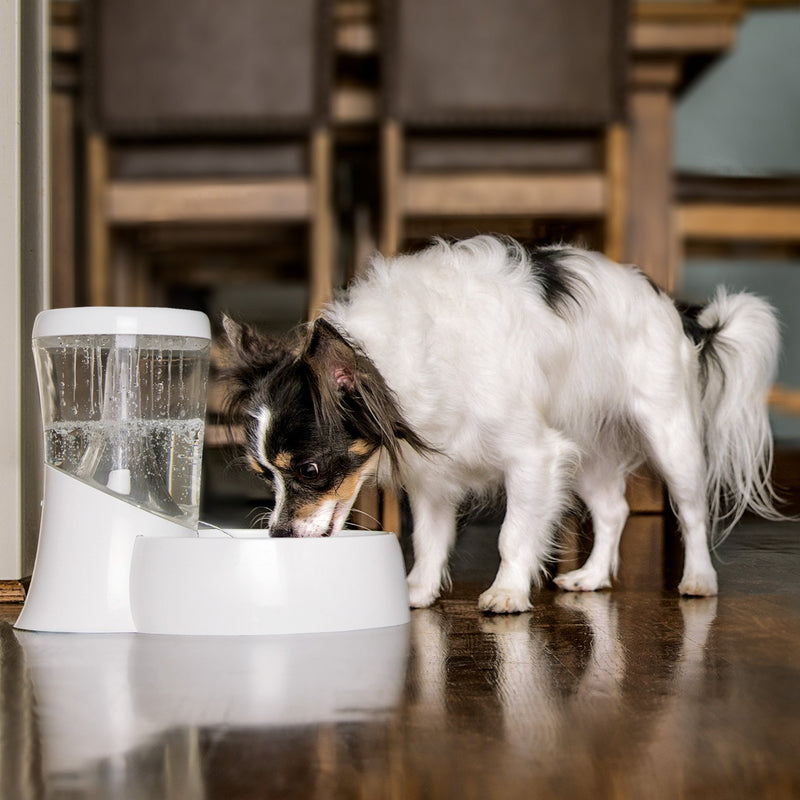 [Australia] - Petmate Fresh Flow Rain Battery Fountain for Cats and Dogs, 75 oz 