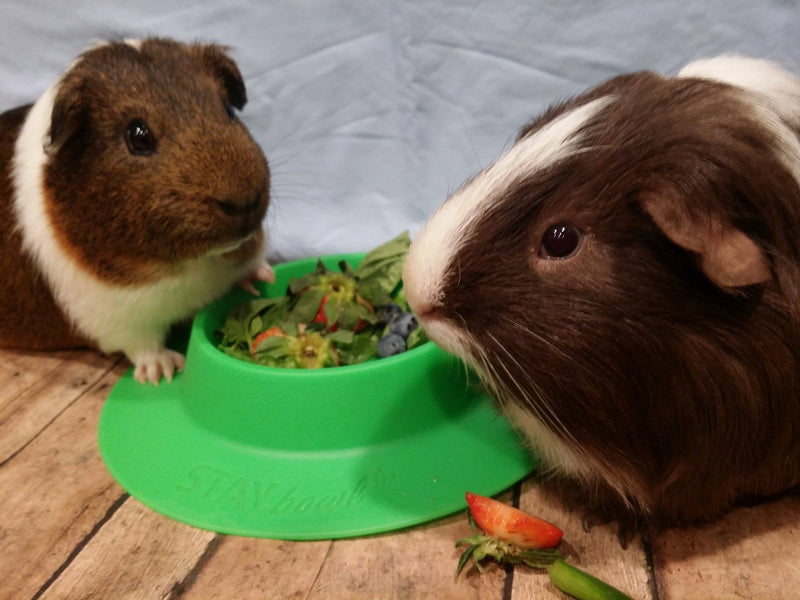 [Australia] - STAYbowl Tip-Proof Bowl for Guinea Pigs and Other Small Pets - Spring Green - Large 3/4 Cup Size New 