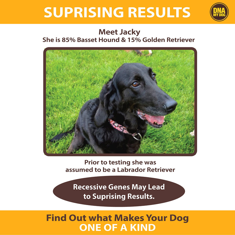 DNA My Dog Canine Breed Identification Test - PawsPlanet Australia