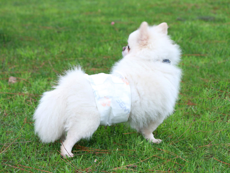 [Australia] - SENYE PET Disposable Male Wrap Dog Diapers,12Pcs XS 