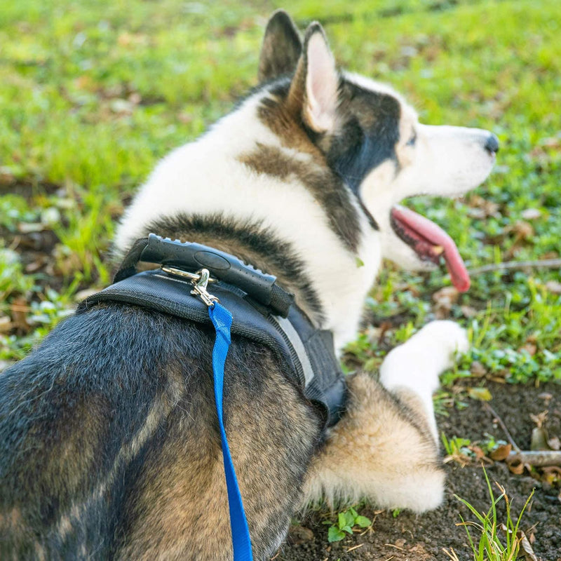 LATRAT Dog Lead 1.2~30m Dog Training Lead Long Lead for Small to Large Dogs (Black, 7m x 1.5cm 7m*1.5cm（22ft） Black - PawsPlanet Australia