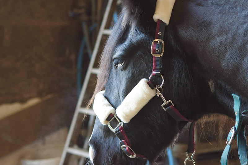 Luxury Padded Horse Headcollar Faux Fur Trim - PawsPlanet Australia