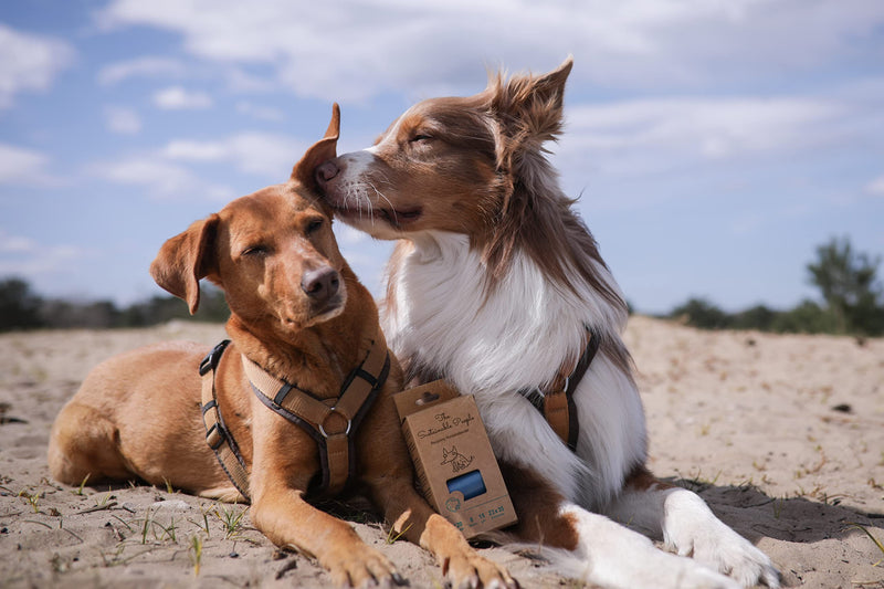 The Sustainable People TSP recycling dog waste bags - resource-saving made from at least 80% post-consumer recyclate (PE) - large, strong (15 µm), leak-proof - PawsPlanet Australia