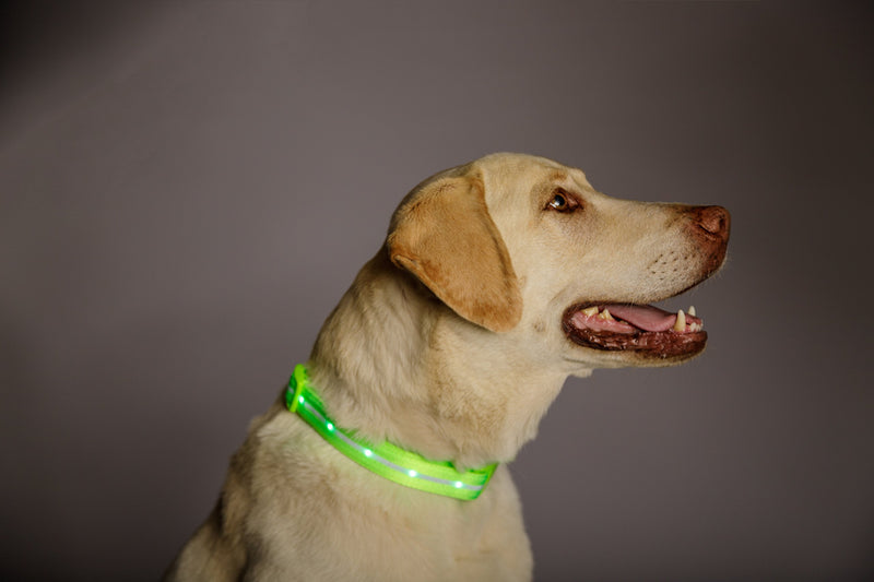 [Australia] - Blazin' Safety LED Dog Collar – USB Rechargeable with Water Resistant Flashing Light Medium Green 