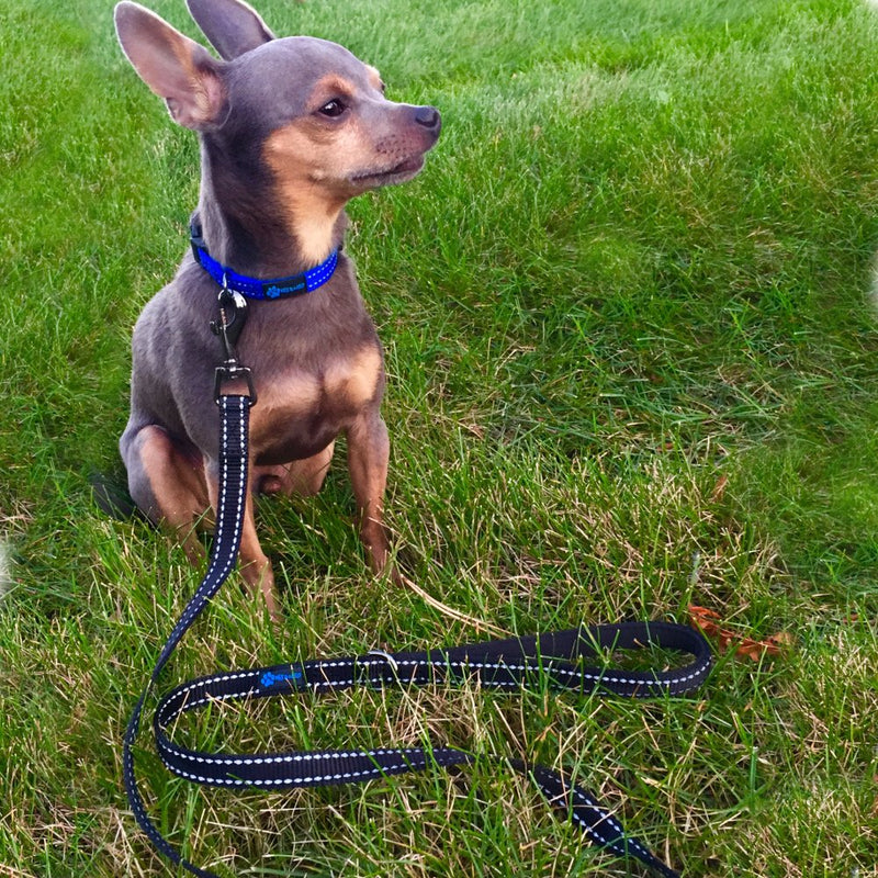 [Australia] - Max and Neo Reflective Nylon Dog Leash - We Donate a Leash to a Dog Rescue for Every Leash Sold 6 FT x 5/8" Wide PURPLE 