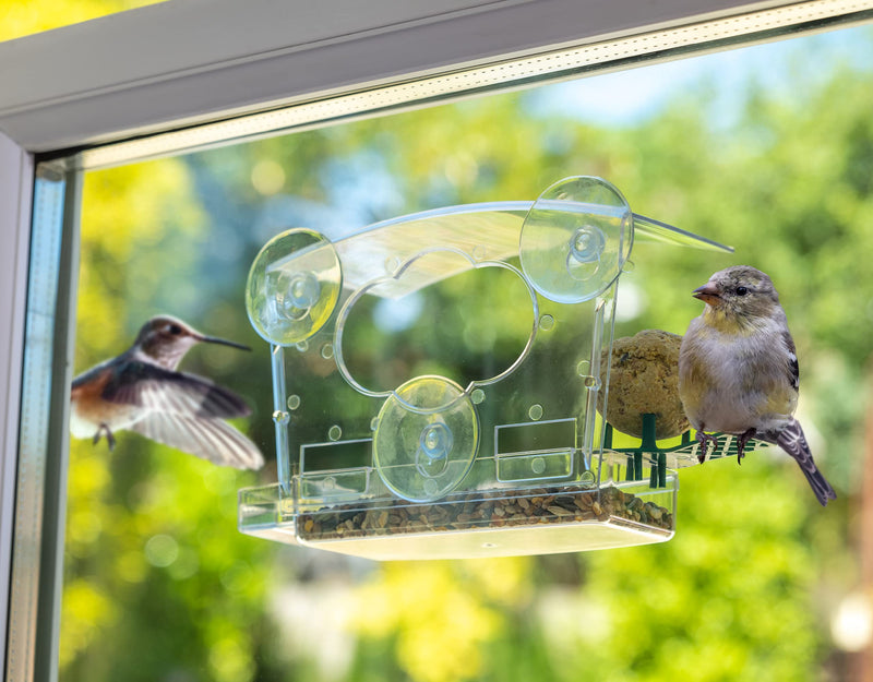 iBorn Window Bird Feeder Balcony for Wild Birds, Finch, Cardinal, Bluebirds Birdhousewith, Drinking-Water Sink, Fatball Perch - PawsPlanet Australia