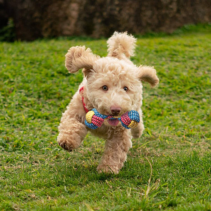 Toozey Dog Toys Puppy Toys - 7 Pcs Puppy Toys from 8 Weeks Small Dog Toys - Interactive Dog Toys for Boredom Dog Chews Dog Toys For Small Dogs&Large Dogs Rope Toys - Natural Cotton&Non-toxic… Cattle - PawsPlanet Australia