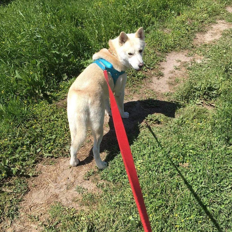 50m towing leash for dogs, Mainiusi dog leash with handle padding, running leash for dogs, cross-country skiing leash for large dogs, training leash for dogs, towing leash for large dogs, small dogs (50m, red) - PawsPlanet Australia