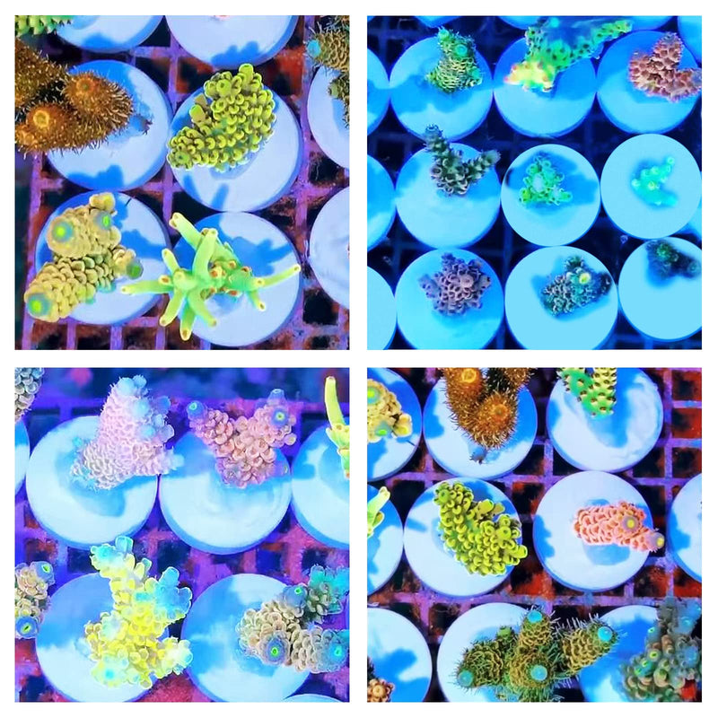 Saricho Ceramic White Coralline Coral frag Plugs Coral frag Base Round 20pc round24mm20pcs - PawsPlanet Australia