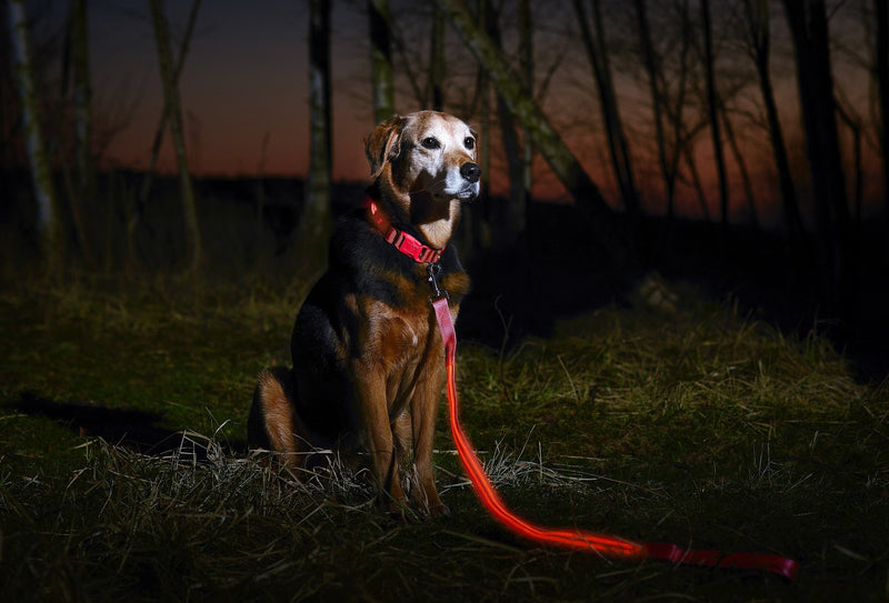 Illumiseen LED Dog Leash - USB Rechargeable - Available in 6 Colors & 2 Sizes - Makes Your Dog Visible, Safe & Seen 4 Feet Cotton Candy Pink - PawsPlanet Australia