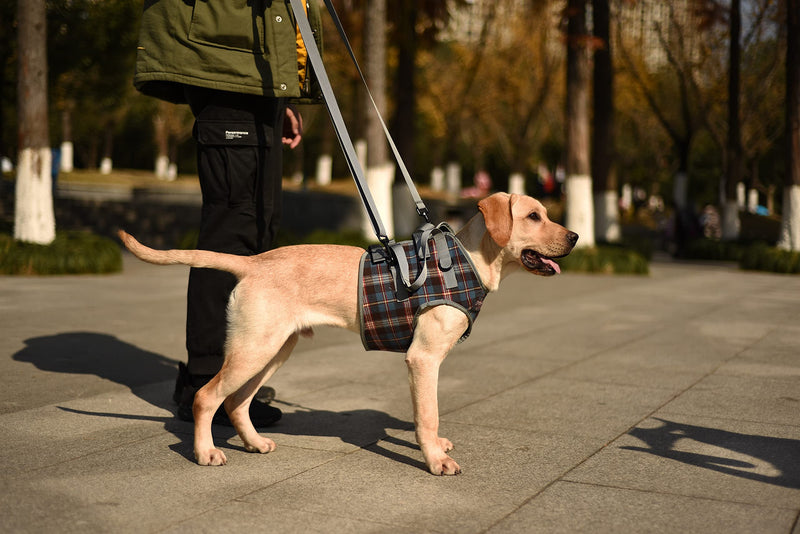 ROZKITCH Dog Lift Harness, Grid Pet Chest Support Aid Veterinarian Approved Sling for Old K9 Help with Poor Stability, Front Legs Disabled Joint Injury Elderly Arthritis ACL Rehabilitation Rehab Small Chest-Blue - PawsPlanet Australia