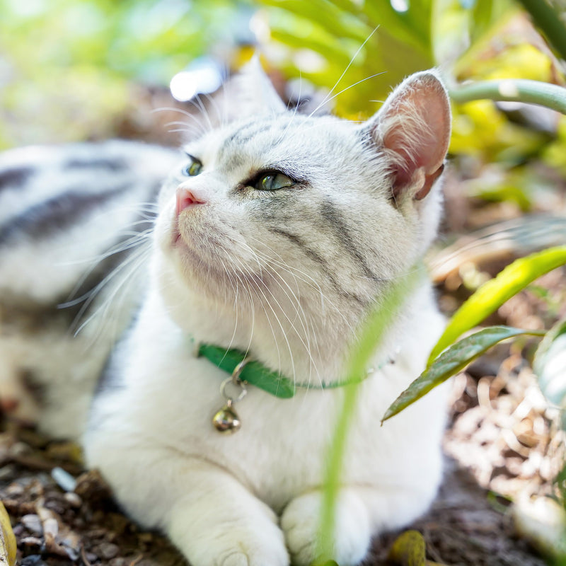 DAIHAQIKO Leather Cat Collar with Bell Cat Collar with Diamond Star Moon Green - PawsPlanet Australia