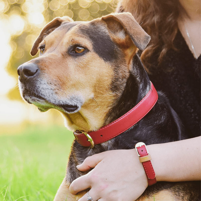 FriendshipCollar Dog Collar and Friendship Bracelet - Bordeaux - Medium - PawsPlanet Australia