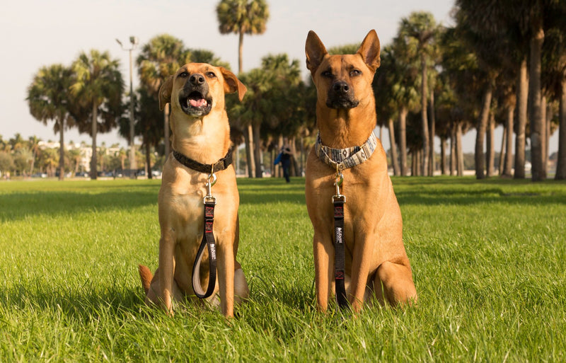 [Australia] - Leashboss Short Dog Leash with Padded Handle - 12, 18, 24 and 30 Inch Leads for Large Dogs - 1 Inch Nylon 12 Inch Black/Red/Grey 