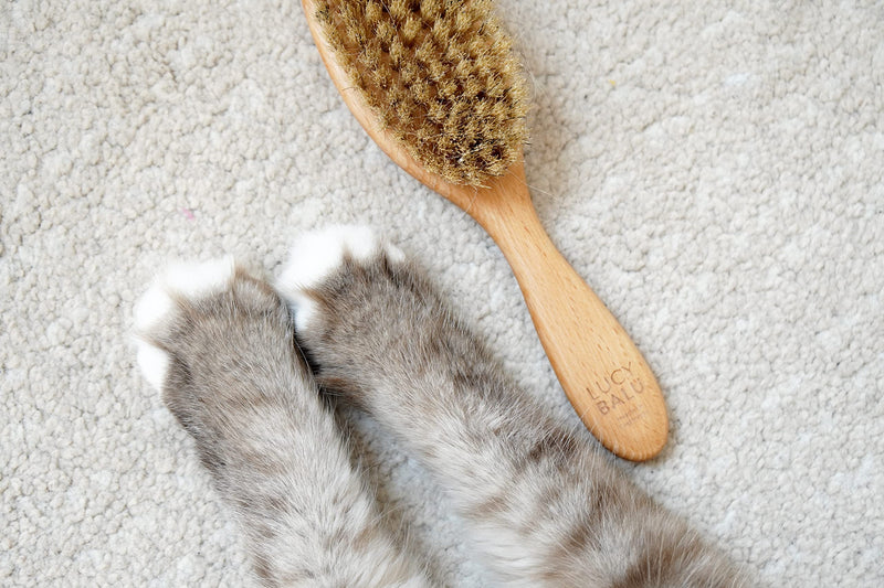 LucyBalu® cat brush for short hair & long hair | Fur brush for cats| Cat comb for grooming cats | Pet Hair Brush for Cats| Cat hair brush with natural bristles & wooden handle | oiled nature - PawsPlanet Australia