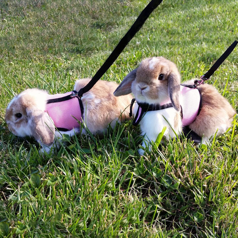 Pack of 2 Adjustable Soft Rabbit Harness, Breathable Rabbit Harness, Mesh Rabbit Harness, for Small Animal Rabbit Hamster Cat Outdoor (M, Blue, Pink) - PawsPlanet Australia