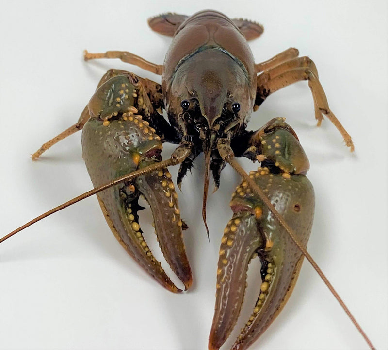 [Australia] - Toledo Goldfish Live Crayfish for Ponds, Aquariums or Tanks – USA Born and Raised – Live Arrival Guarantee 25 Count 