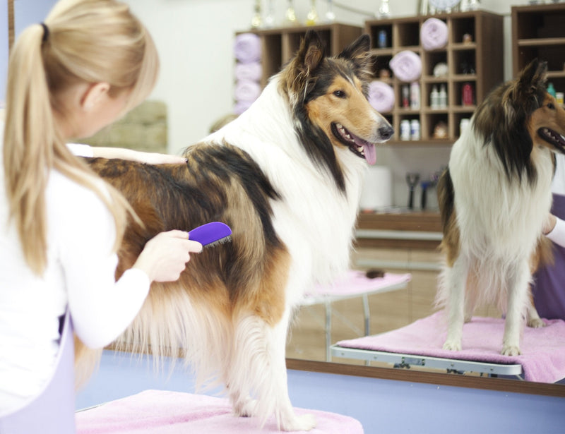 Comb with Double Row of Teeth By Hertzko – Double Row of Closely Spaced Metal Pins Removes Debris from Your Pet’s Coat - Suitable For Dogs And Cats - PawsPlanet Australia