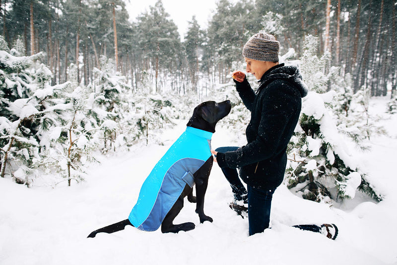Lautus Pets Dog Winter Rain Coat - Waterproof Oxford D Fabric & Warm Microfleece (S, Blue) S - PawsPlanet Australia