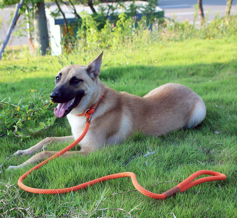 [Australia] - lynxking Dog Leash Slip Rope Lead Leash Strong Heavy Duty Braided Rope No Pull Training Lead Leashes for Medium Large Dogs 6' Orange 