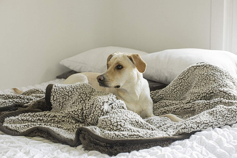 Pet Parents Pawtect Blanket, Premium Waterproof Cat & Dog Blanket with WickQuick & Sherpup Technology, Superb Puppy Blanket, Waterproof Dog Blanket, Blankets for Dogs, Cat Blanket & Pet Blanket 24"x32" Chocolate - PawsPlanet Australia